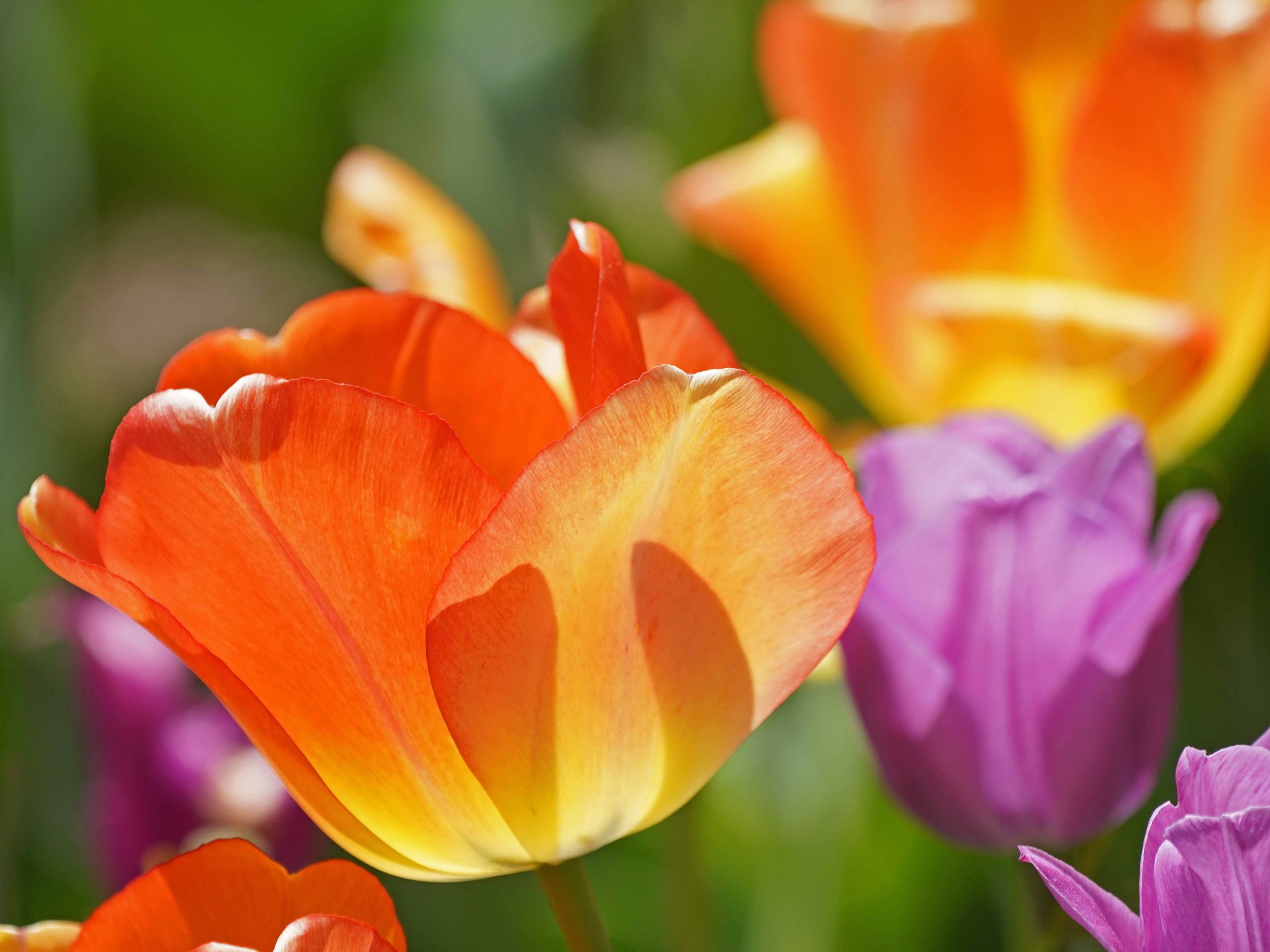 Red Yellow Tulip 1500 4-24-2022 137P.jpg