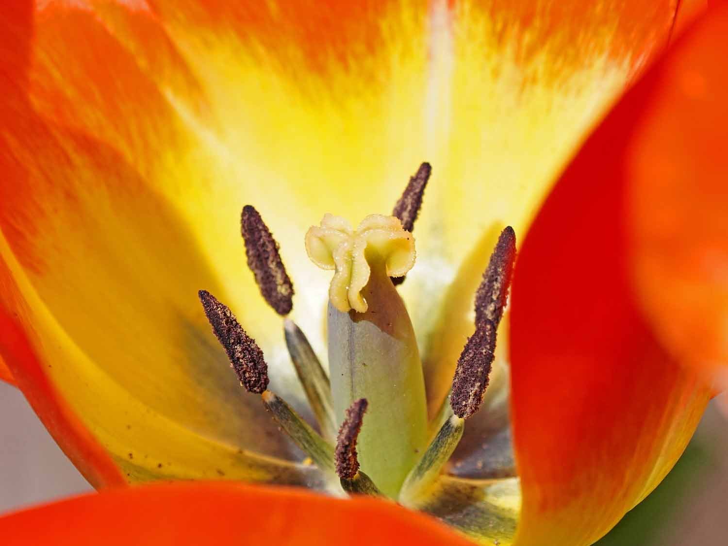 Red Yellow Tulip 1500 5-1-2022 GWC 243P.jpg