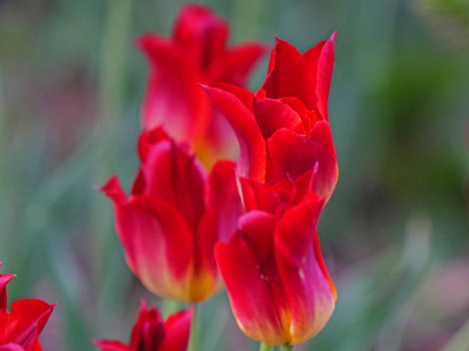 Tulips 1500 5-1-2022 GWC 707P.jpg