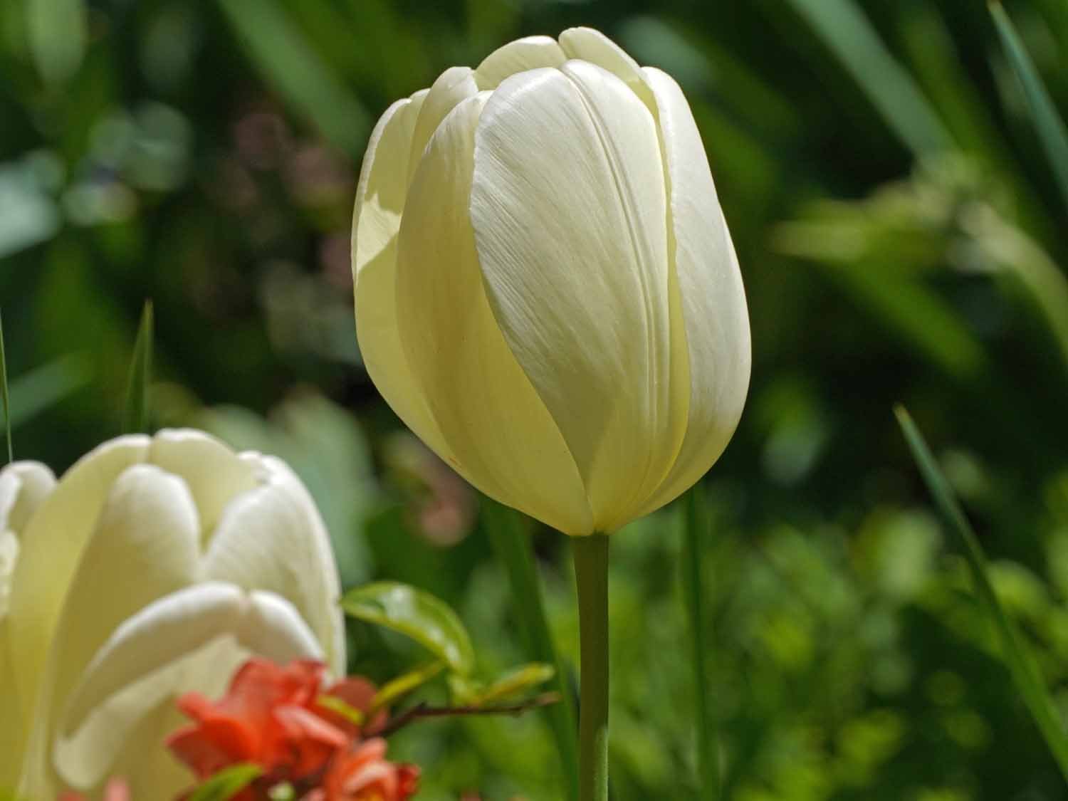 White Tulip 1500 4-28-2022 249P.jpg