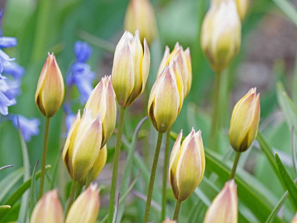 White Tulip 1500 5-1-2022 GWC 713P.jpg