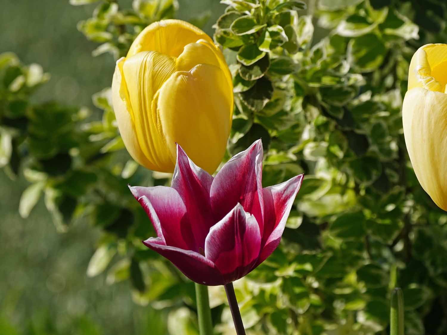 Yellow Purple Tulip 1500 4-30-2022 JB 162P.jpg