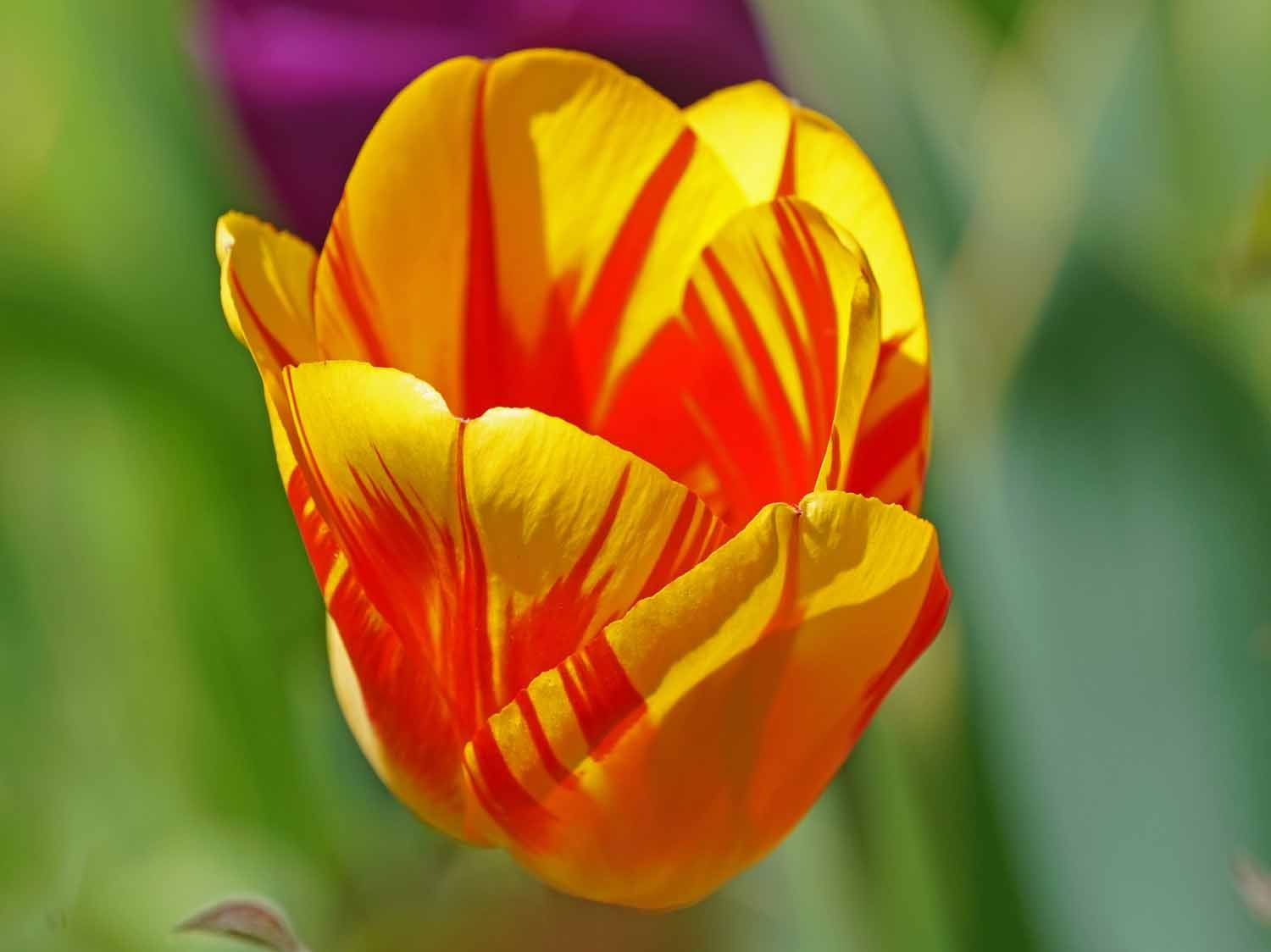 Yellow Red Tulip 1500 4-28-2022 174P.jpg