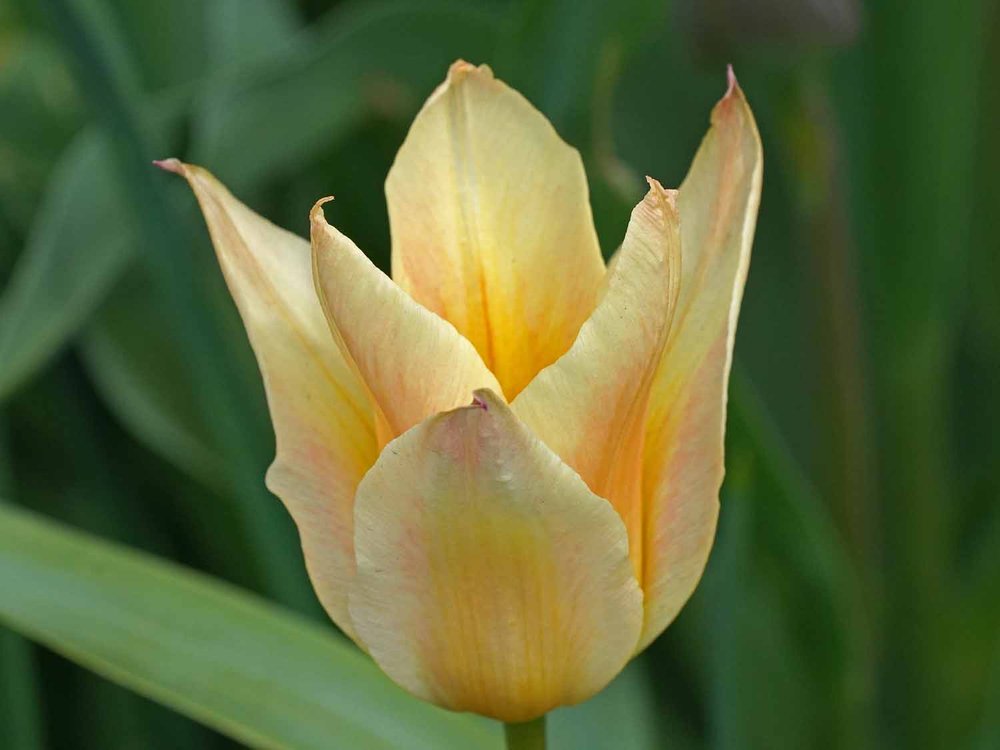 Yellow Tulip 1500 4-16-2022 030P.jpg