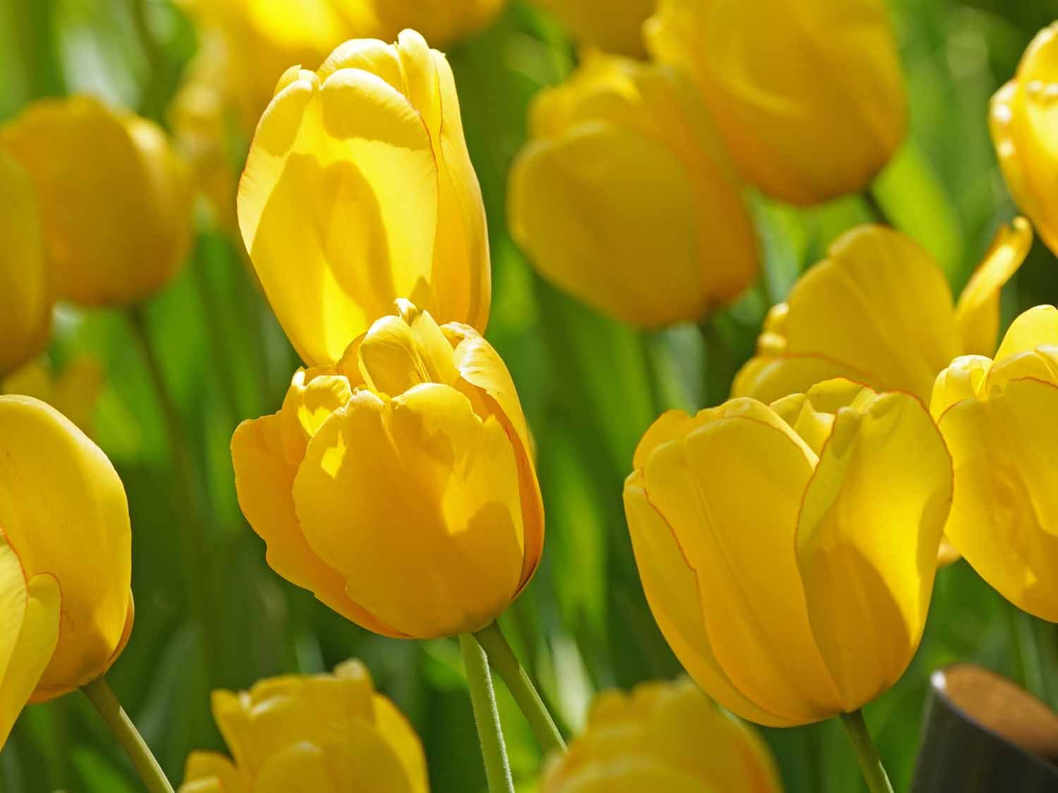 Yellow Tulip 1500 4-24-2022 125P.jpg