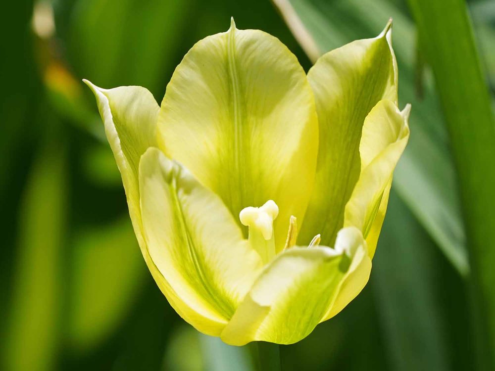 Yellow Tulip 1500 4-28-2022 181P.jpg