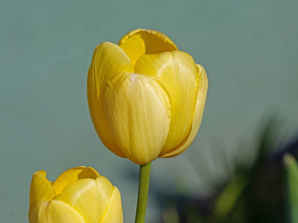 Yellow Tulip 1500 4-30-2022 JB 168P.jpg