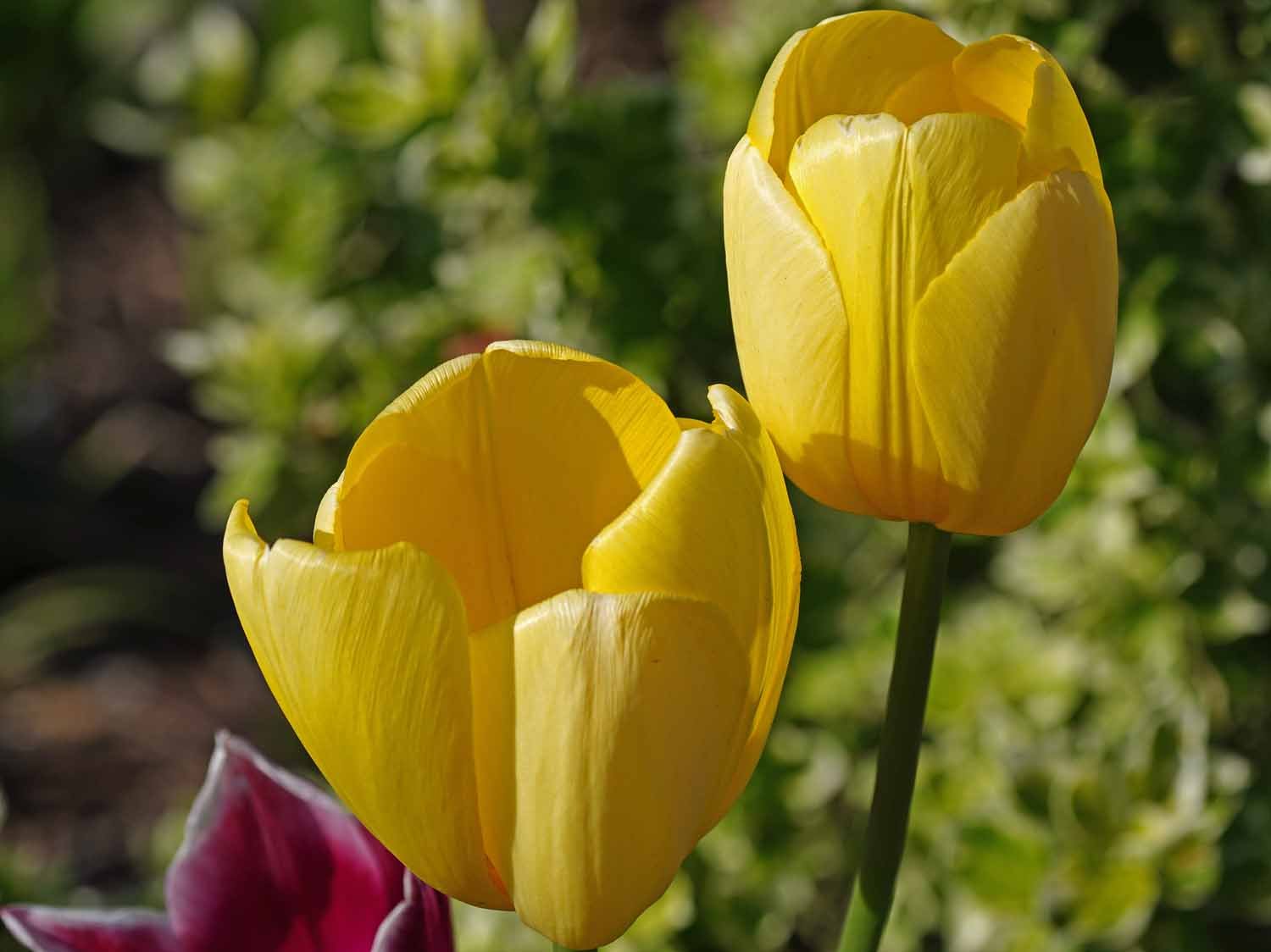 Yellow Tulip 1500 4-30-2022 JB 183P.jpg