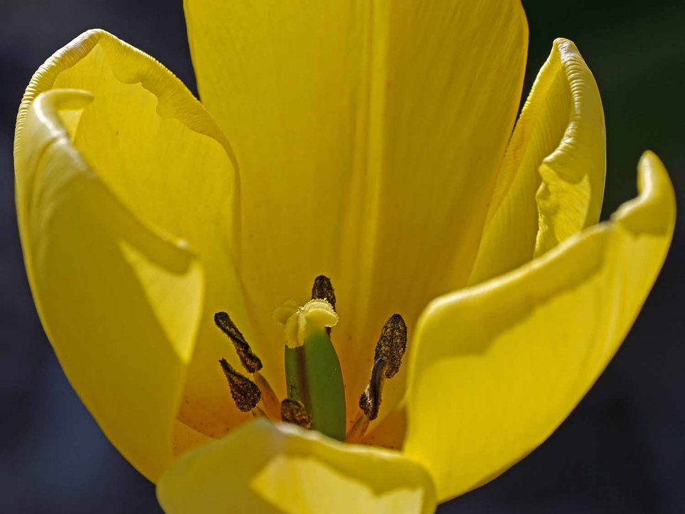 Yellow Tulip 1500 4-30-2022 JB 192P.jpg