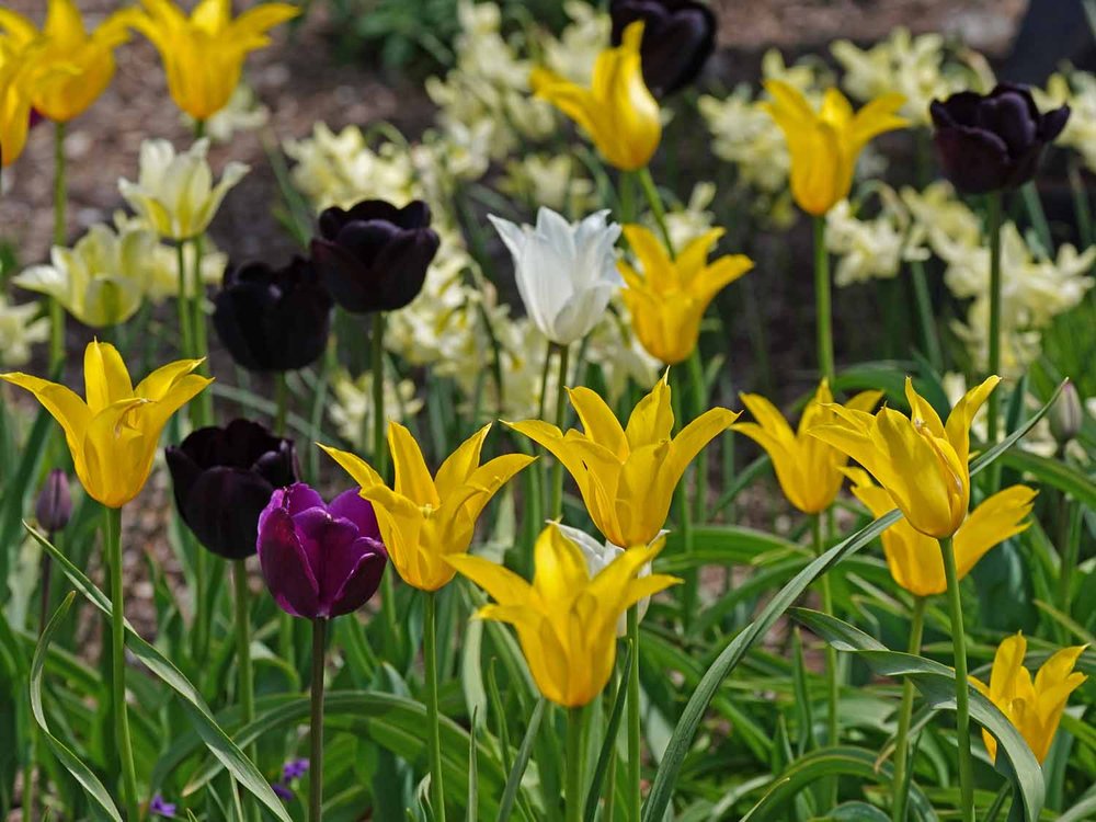 Yellow Tulip 1500 5-1-2022 GWC 008P.jpg