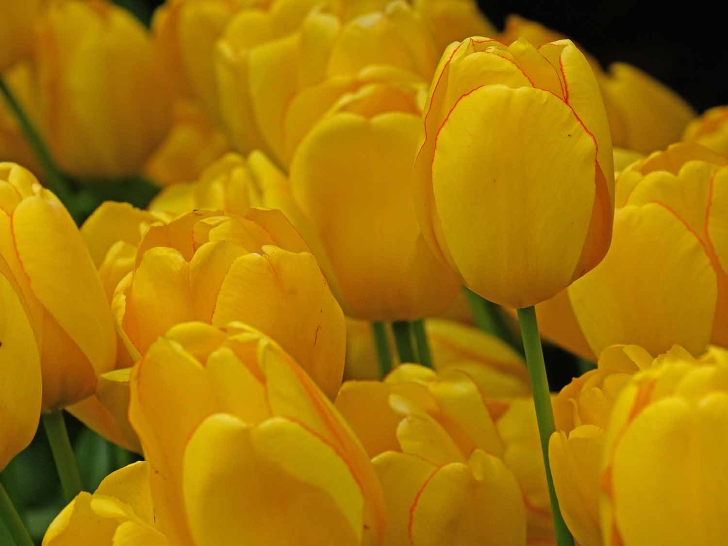 Yellow Tulip 1500 5-3-2022 290P.jpg