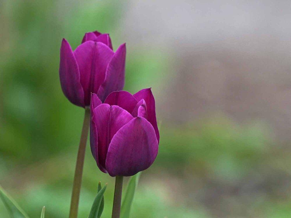 Purple Tulip 1500 4-16-2022 060P.jpg