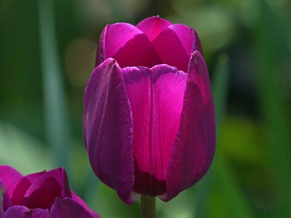 Purple Tulip 1500 4-24-2022 007P.jpg