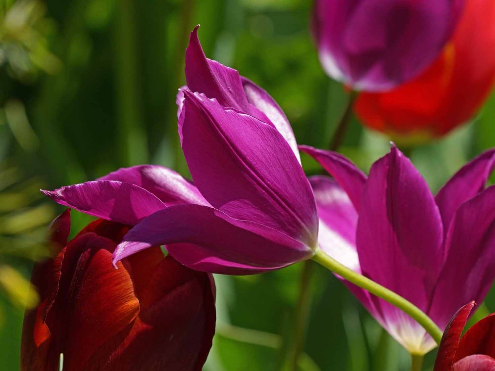 Purple Tulip 1500 4-28-2022 146P.jpg
