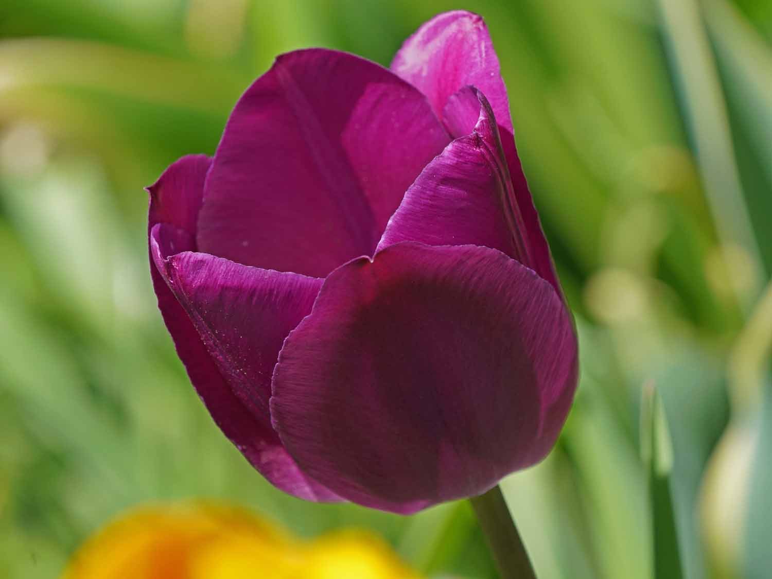 Purple Tulip 1500 4-28-2022 175P.jpg