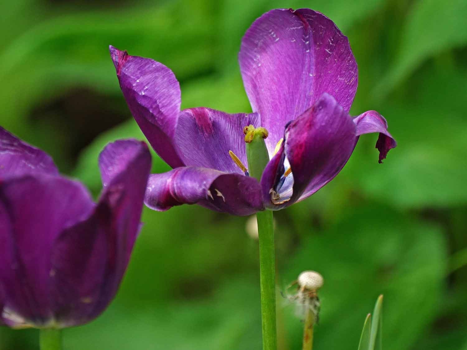 Purple Tulip 1500 5-11-2022 445P.jpg