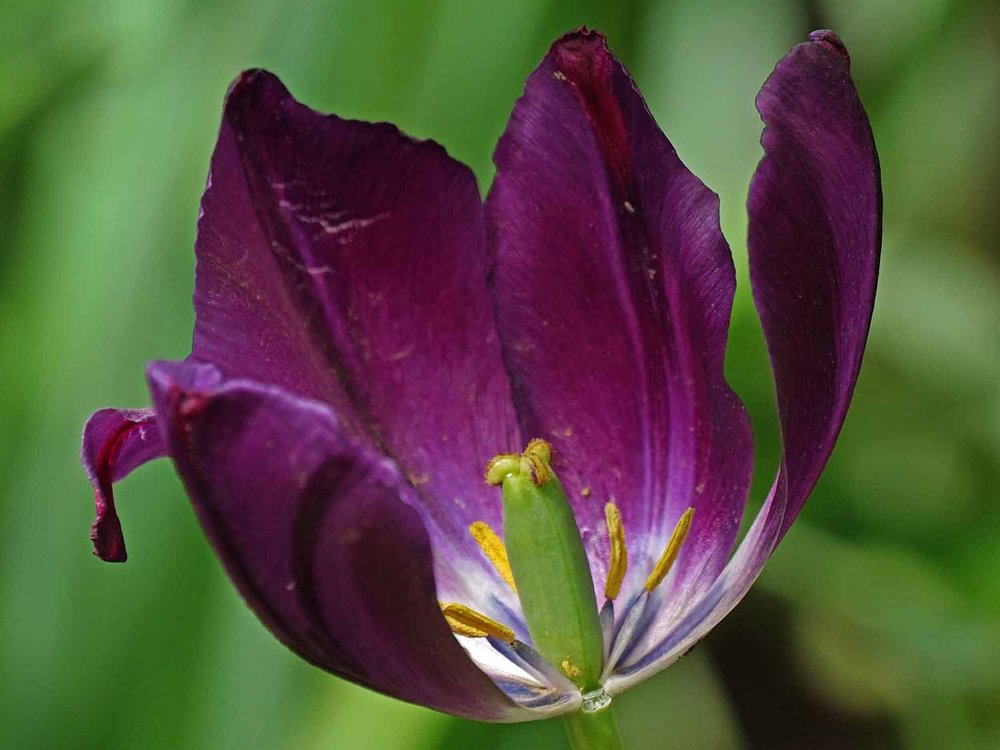 Purple Tulip 1500 5-11-2022 449P.jpg
