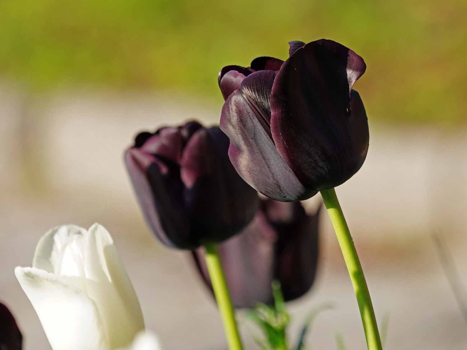 Purple Tulip 1500 5-12-2022 GWC 711P.jpg