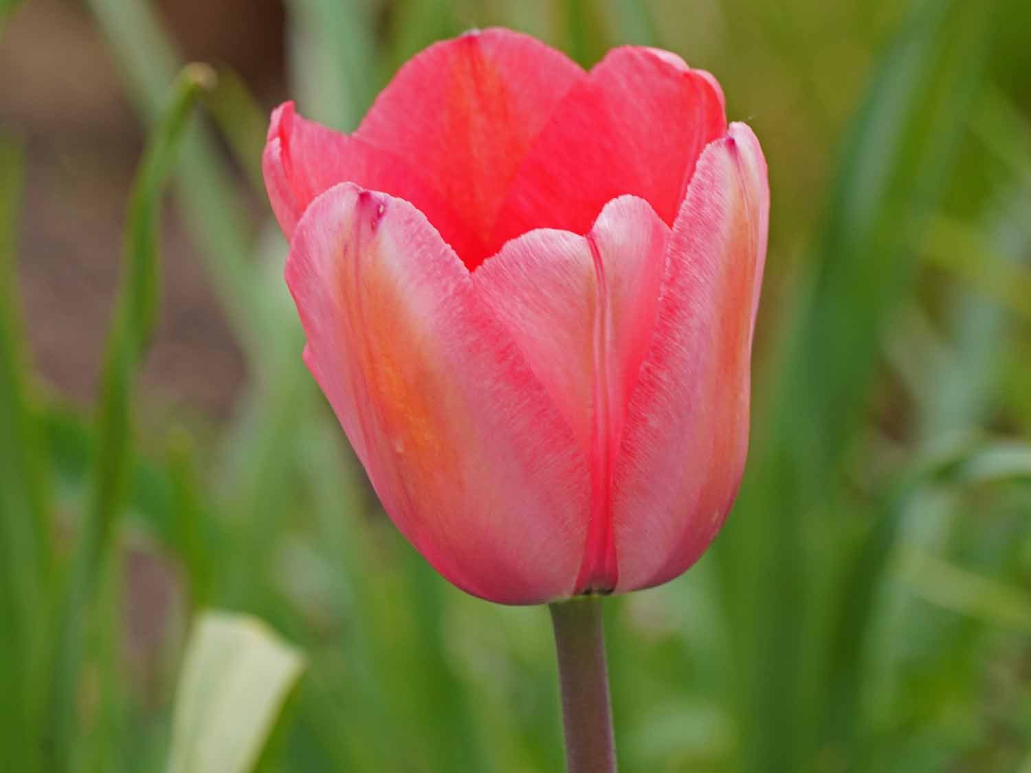 Pink Tulip 1500 4-23-2022 GWC 015P.jpg