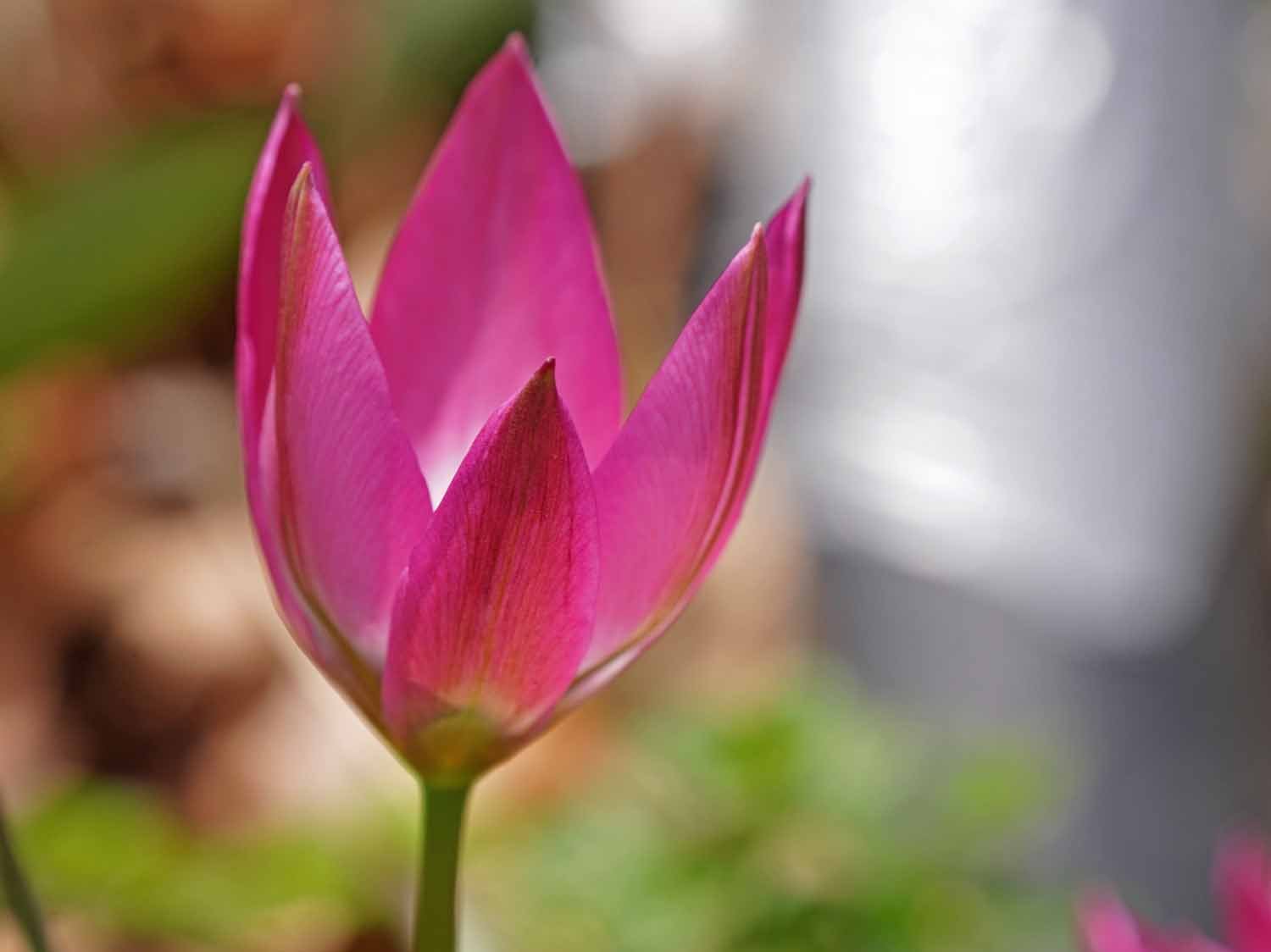 Pink Tulip 1500 5-1-2022 GWC 021P.jpg