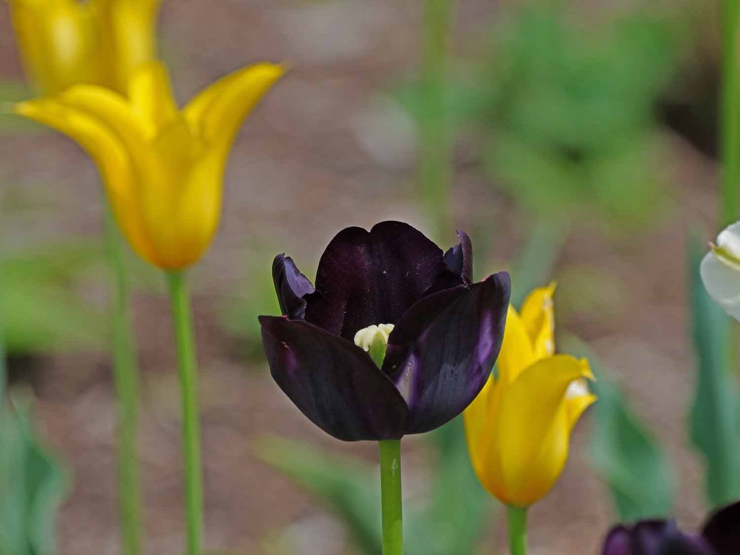 Purple Tulip 1500 5-5-2022 GWC 002P.jpg