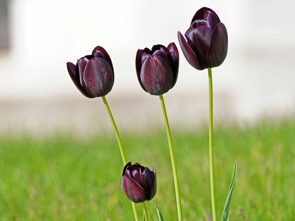 Purple Tulip 1500 5-5-2022 GWC 411P.jpg