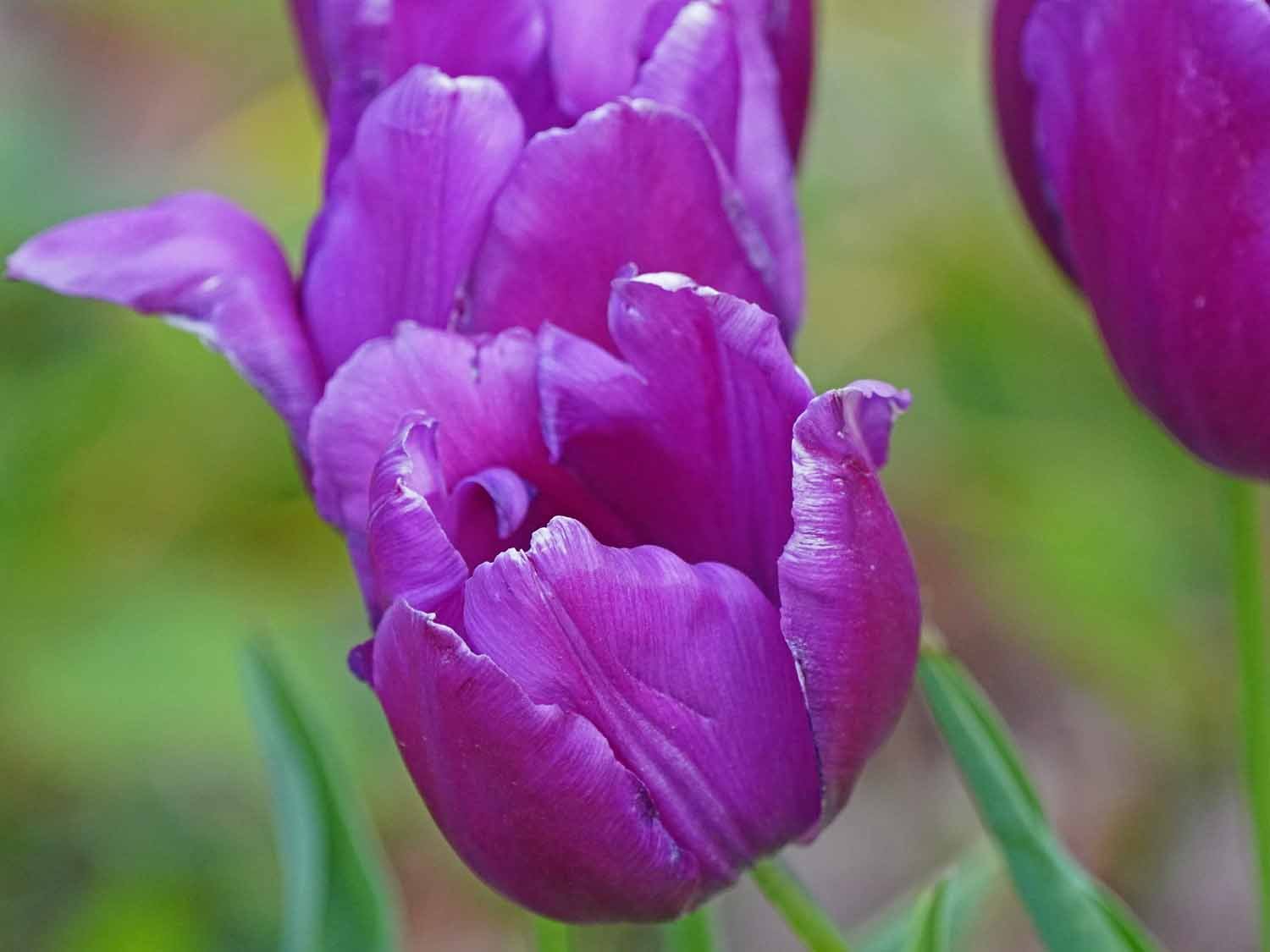 Purple Tulip 1500 5-5-2022 GWC 609P.jpg