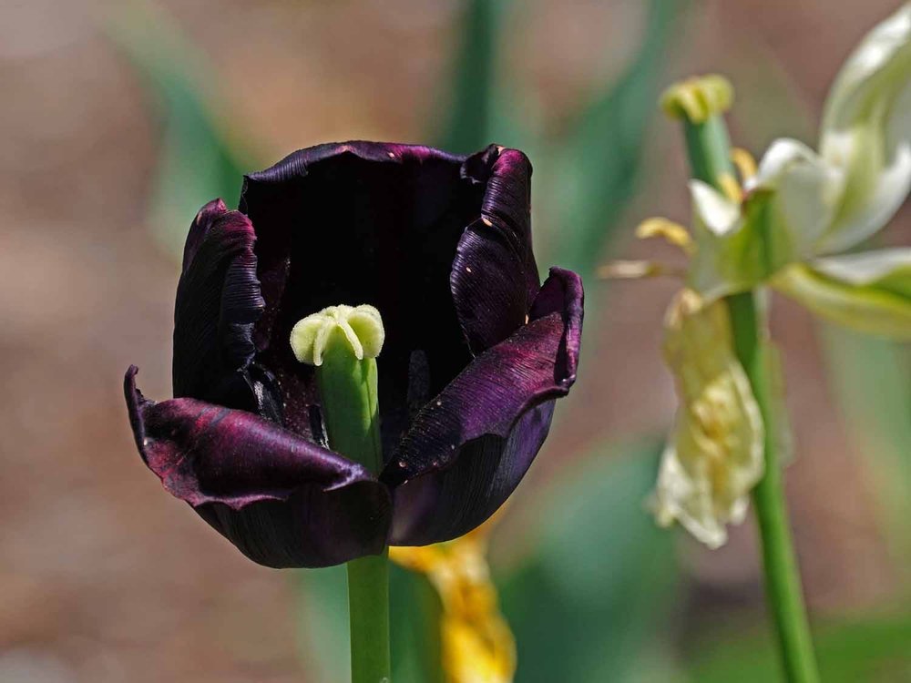 Purple Tulip 1500 5-12-2022 GWC 004P.jpg