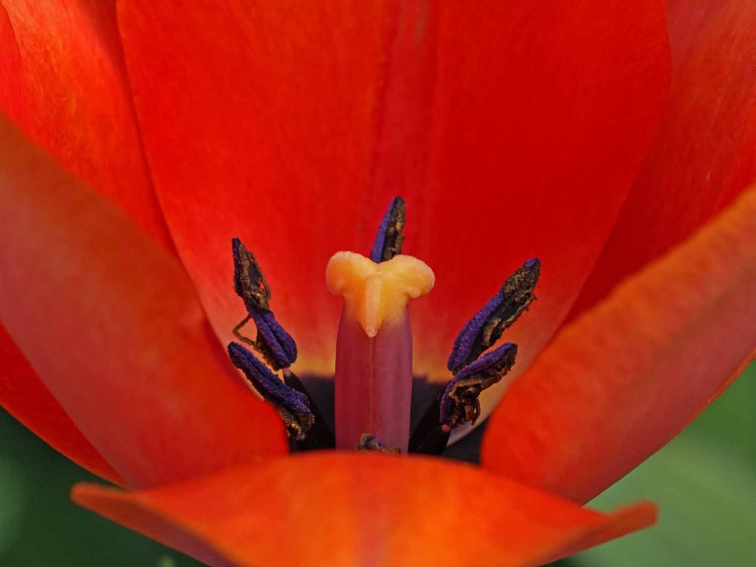 Red Tulip 1500 4-16-2022 024P.jpg