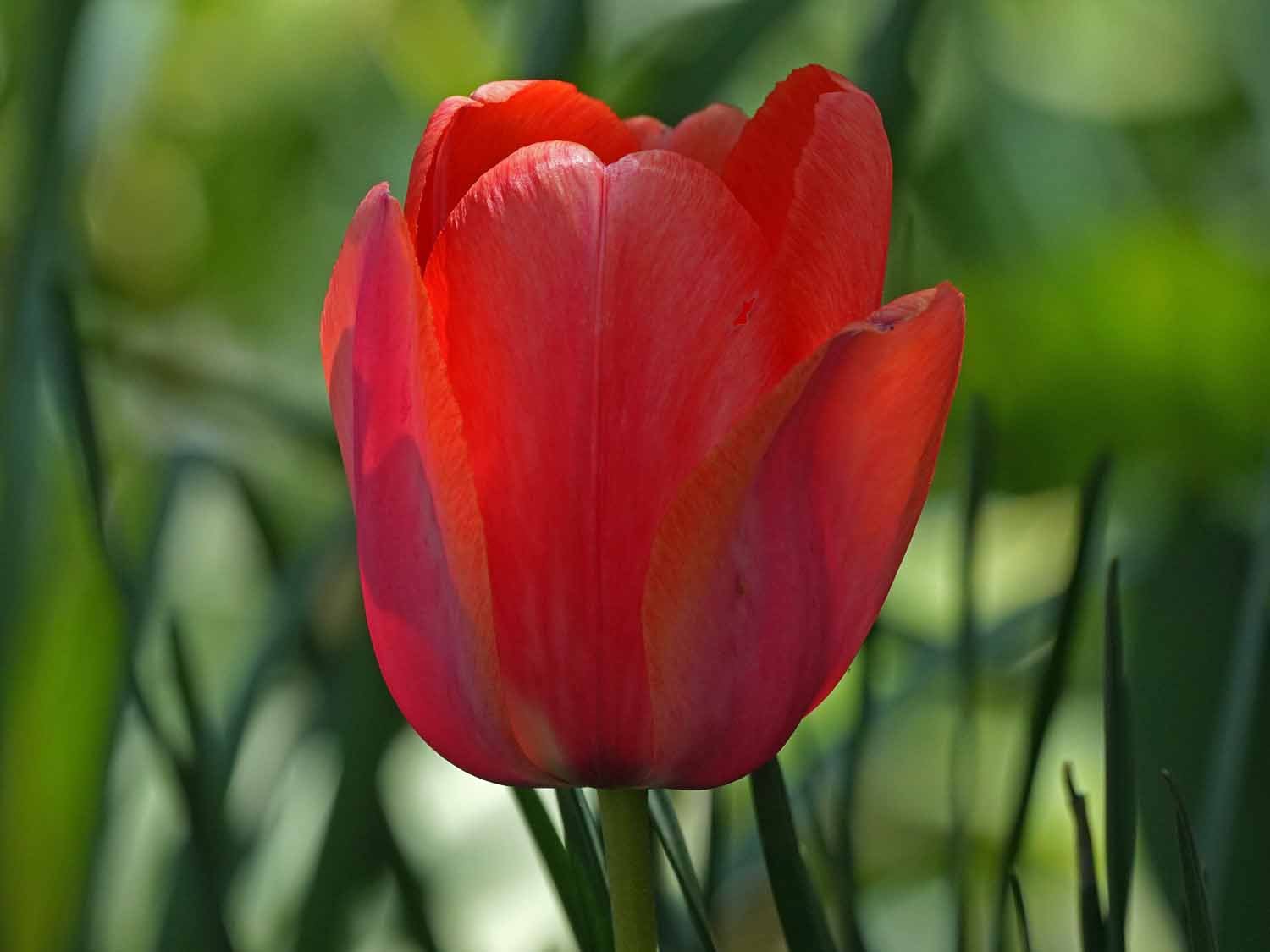 Red Tulip 1500 4-28-2022 016P.jpg