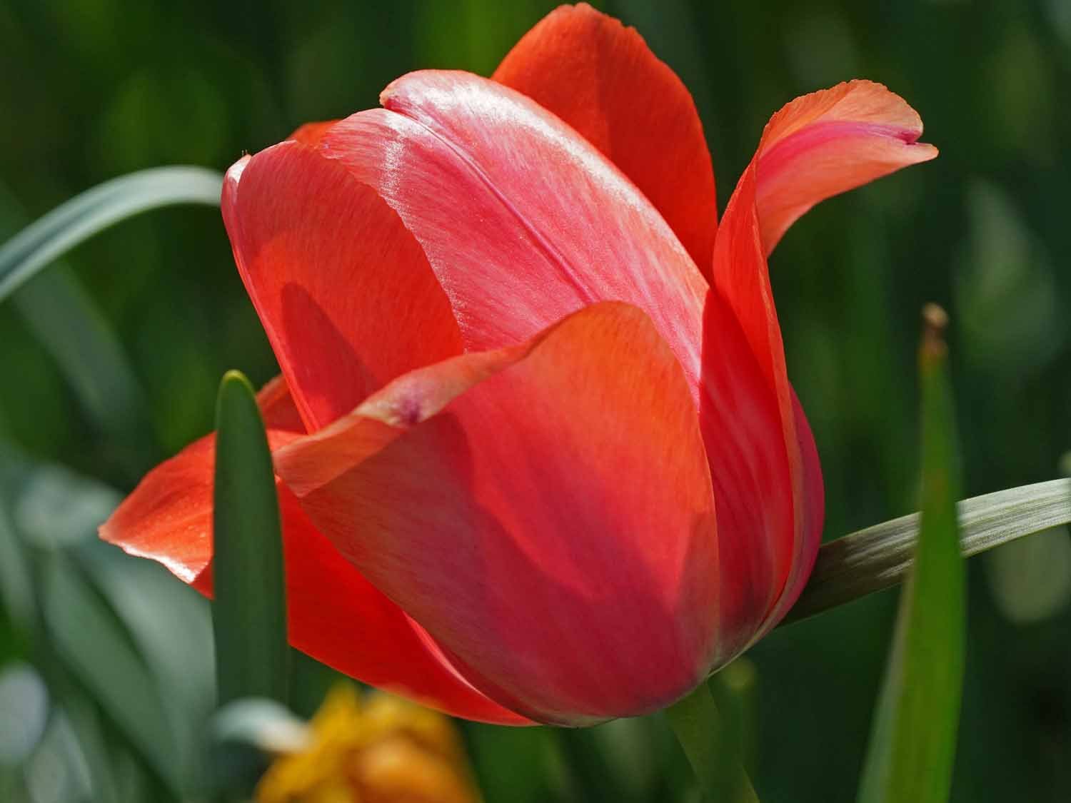 Red Tulip 1500 4-28-2022 032P.jpg