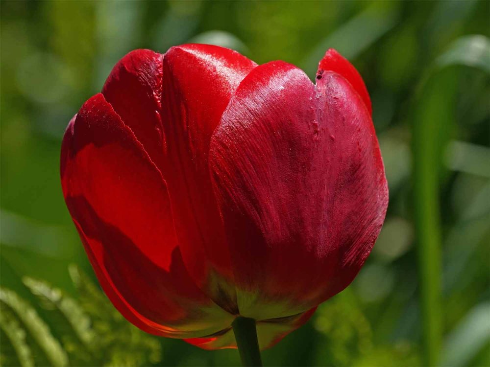 Red Tulip 1500 4-28-2022 079P.jpg