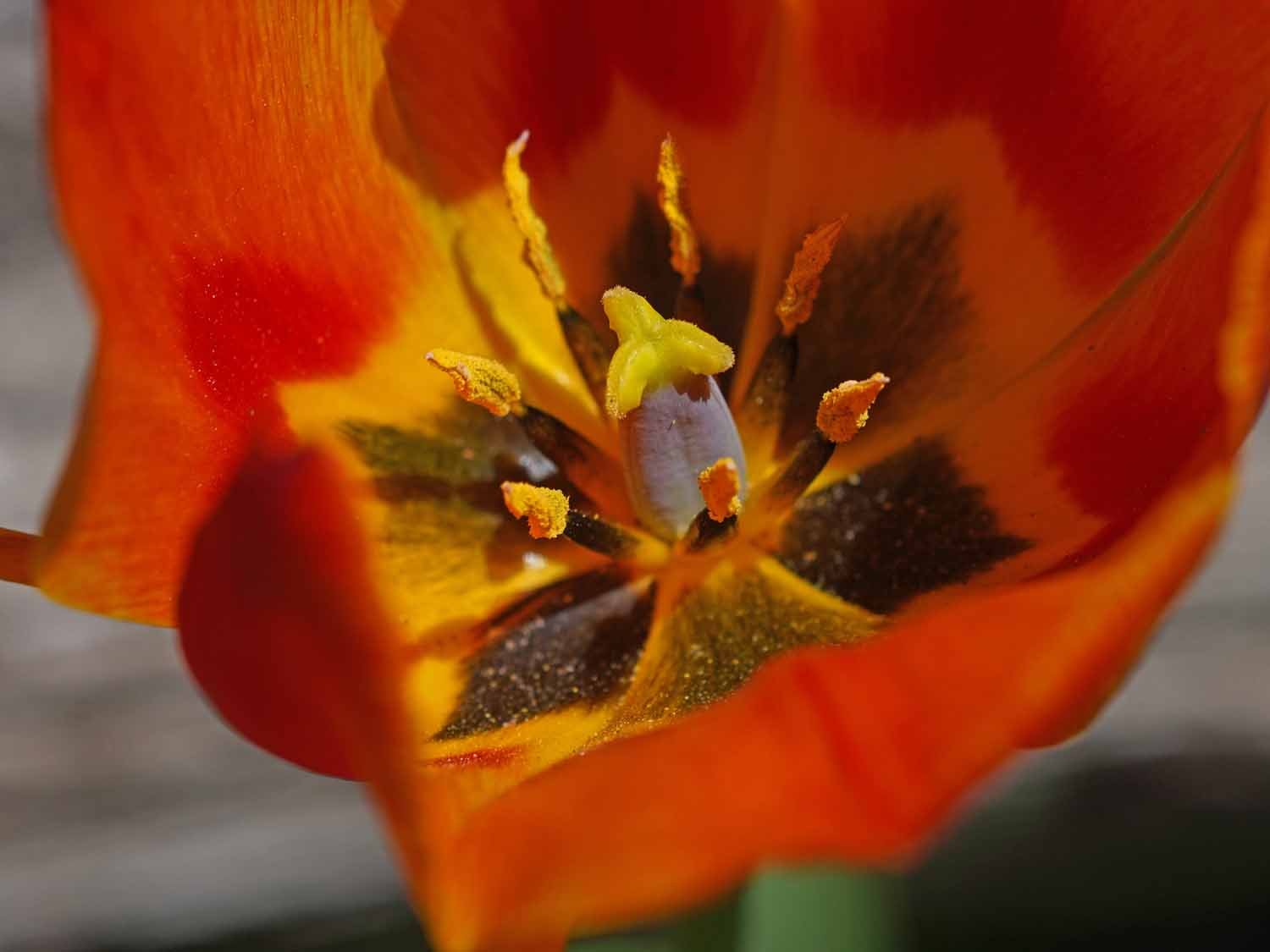 Red Tulip 1500 4-28-2022 100P.jpg