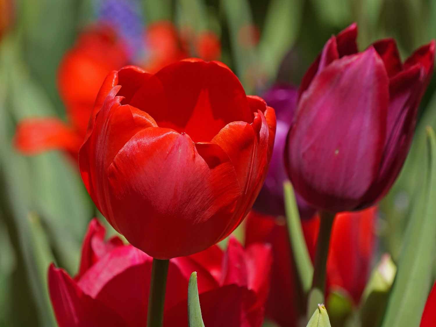 Red Tulip 1500 4-28-2022 106P.jpg