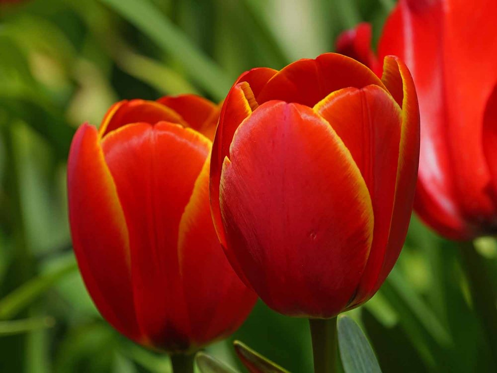 Red Tulip 1500 4-28-2022 107P.jpg