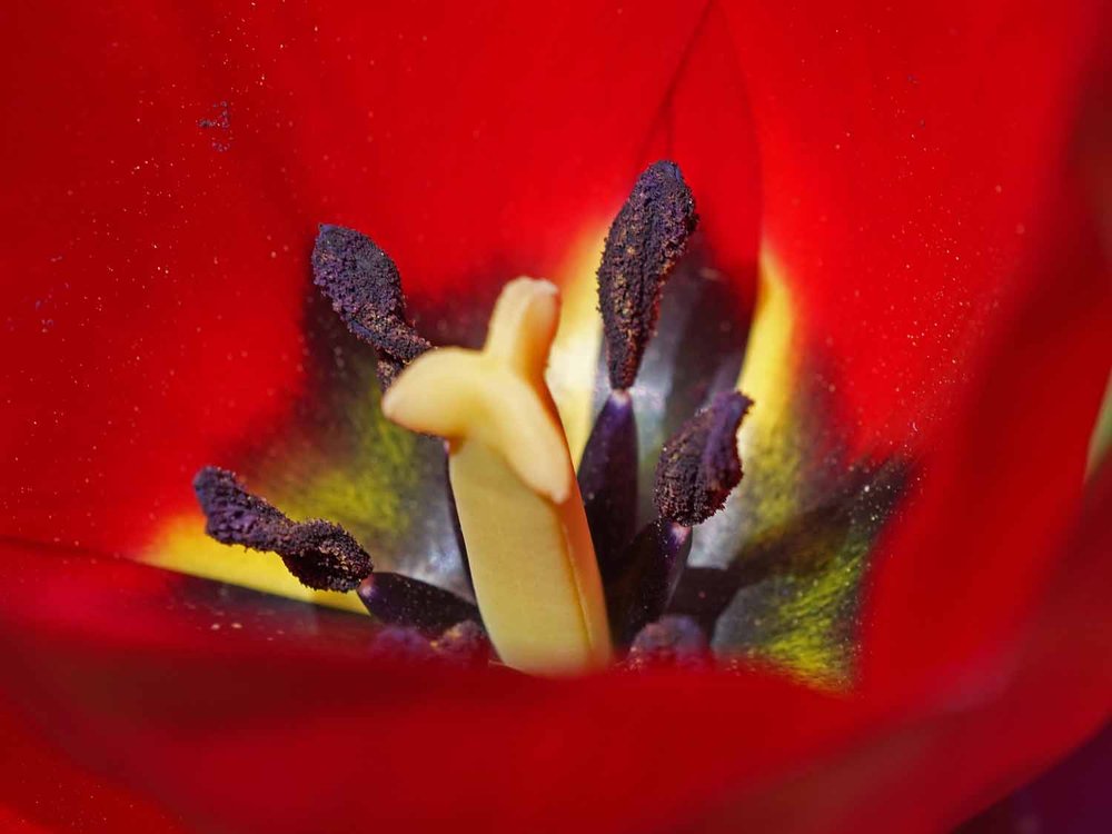 Red Tulip 1500 4-28-2022 163P.jpg