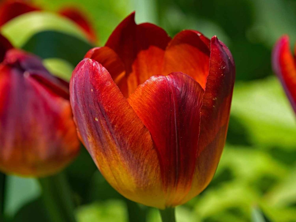Red Tulip 1500 4-28-2022 137P.jpg