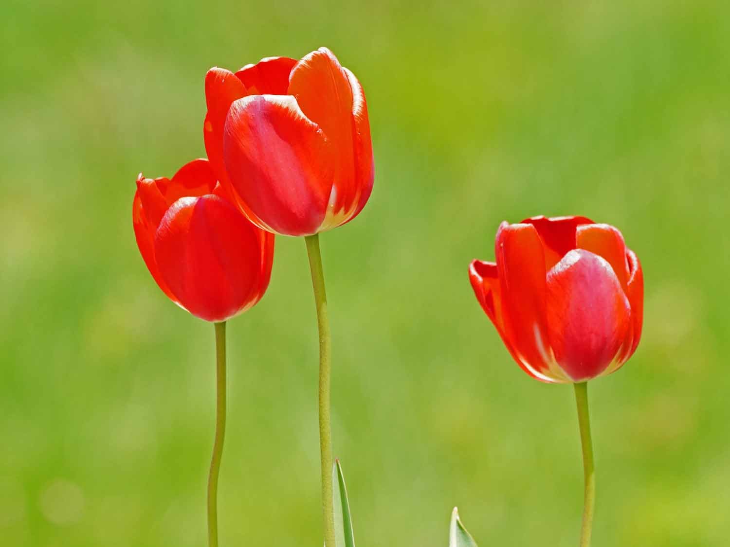 Red Tulip 1500 5-1-2022 GWC 223P.jpg