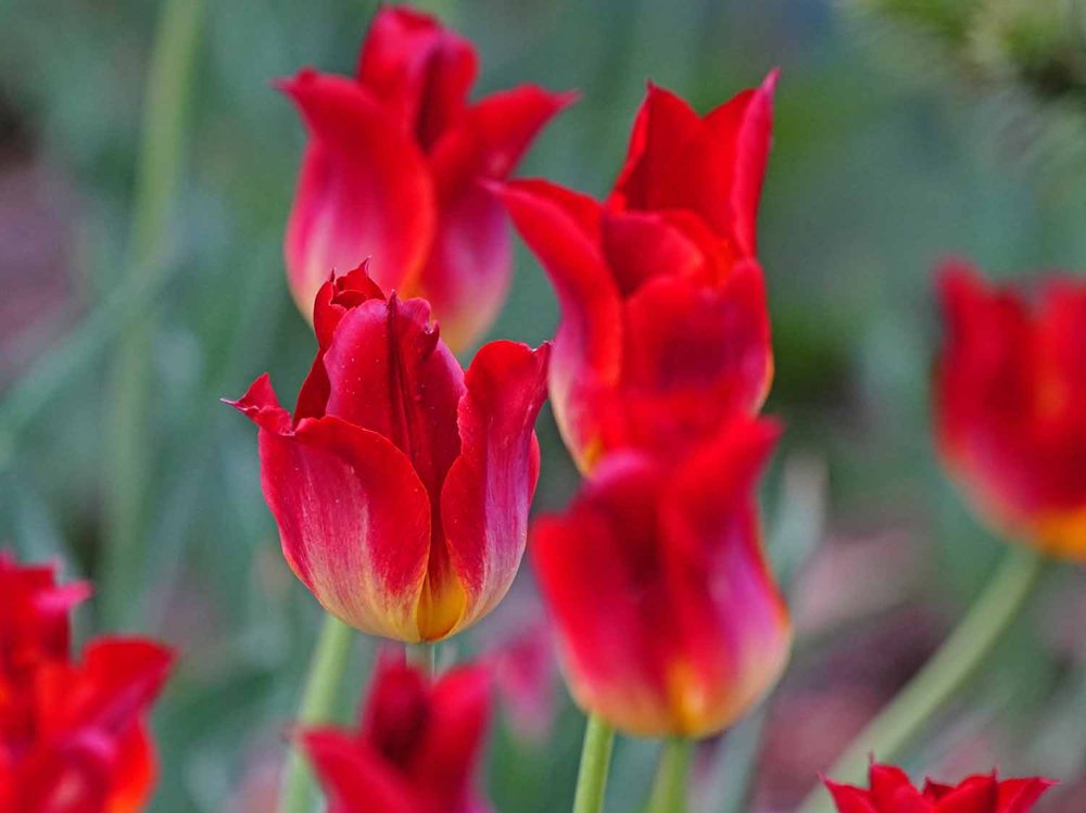 Red Tulip 1500 5-1-2022 GWC 711P.jpg