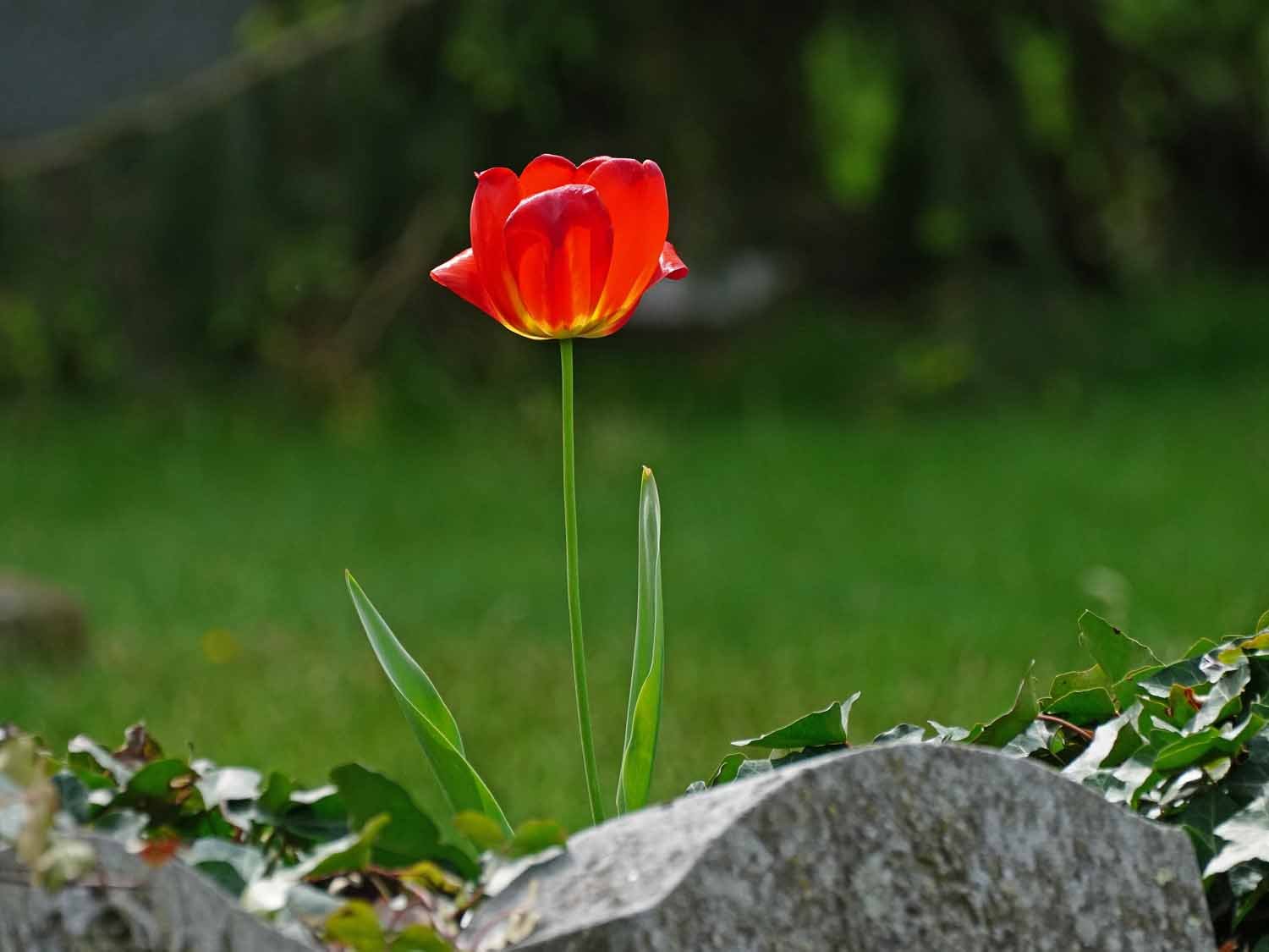 Red Tulip 1500 5-5-2022 GWC 032P.jpg