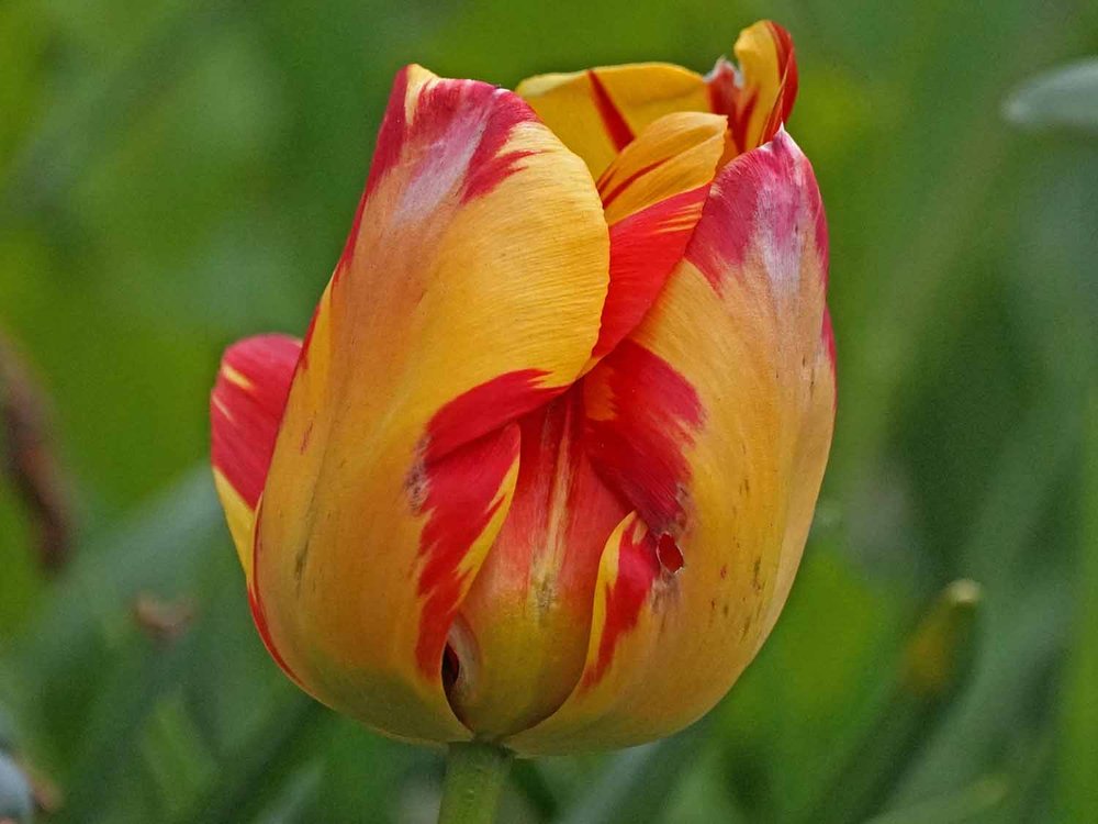 Red Yellow Tulip 1500 4-25-2022 414P.jpg