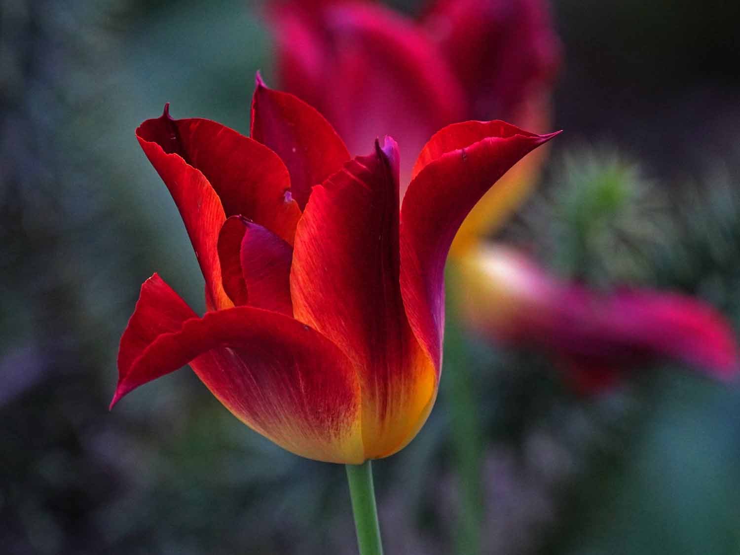 Red Yellow Tulip 1500 5-5-2022 GWC 623P.jpg