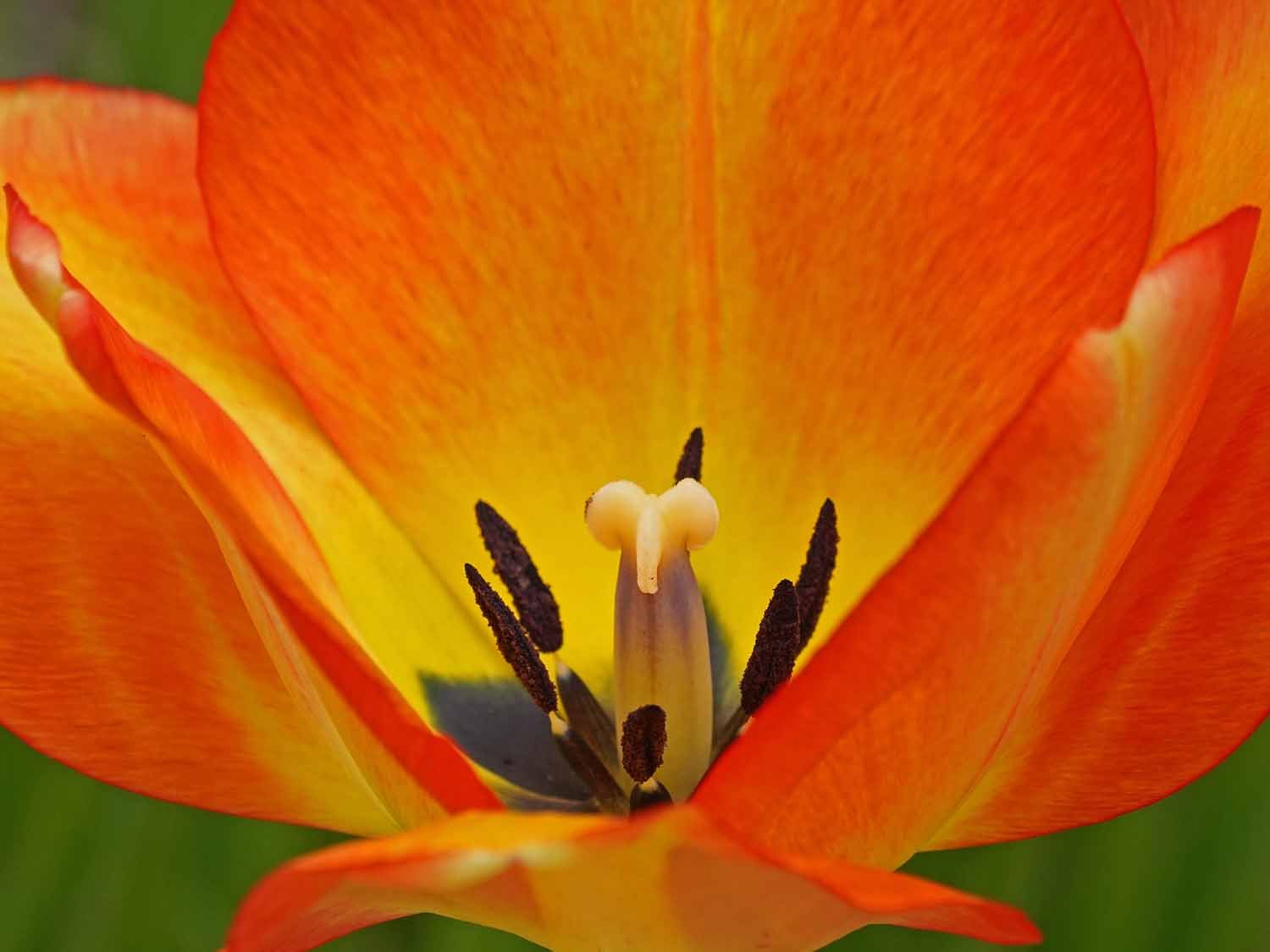 Yellow Red Tulip 1500 4-23-2022 GWC 064P.jpg