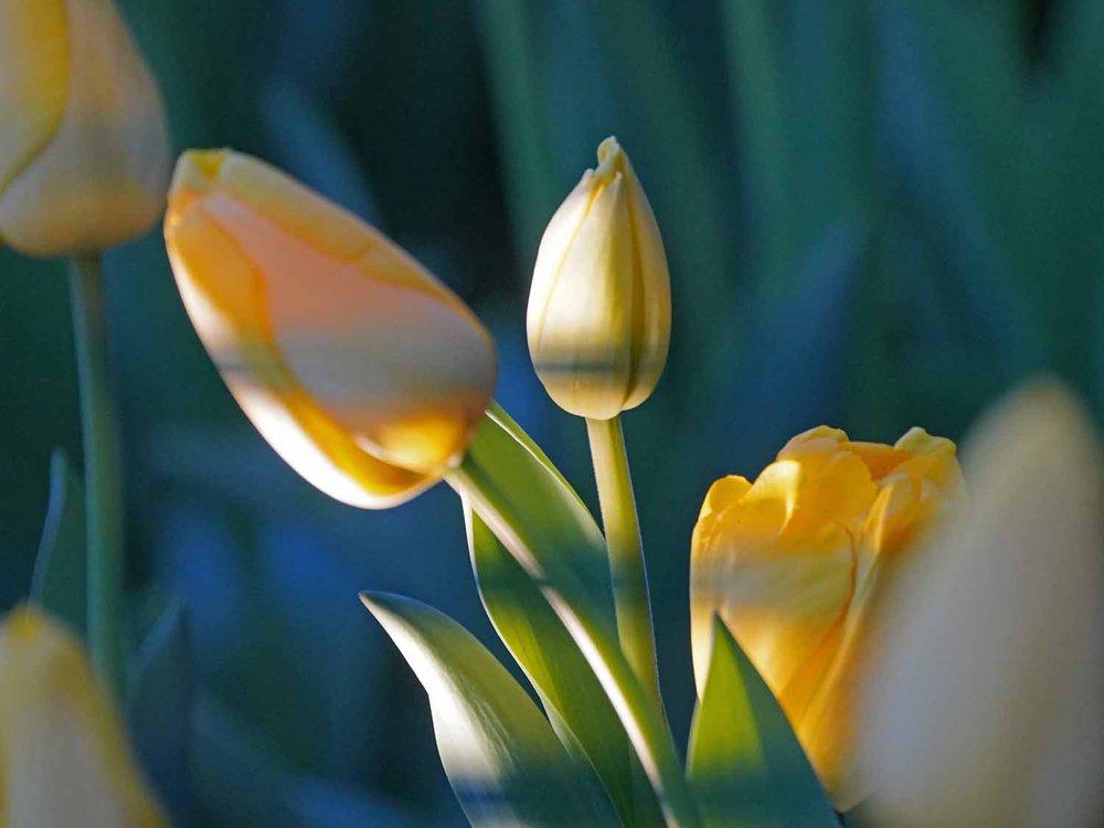 Yellow Tulip 1500 4-19-2022 626P.jpg