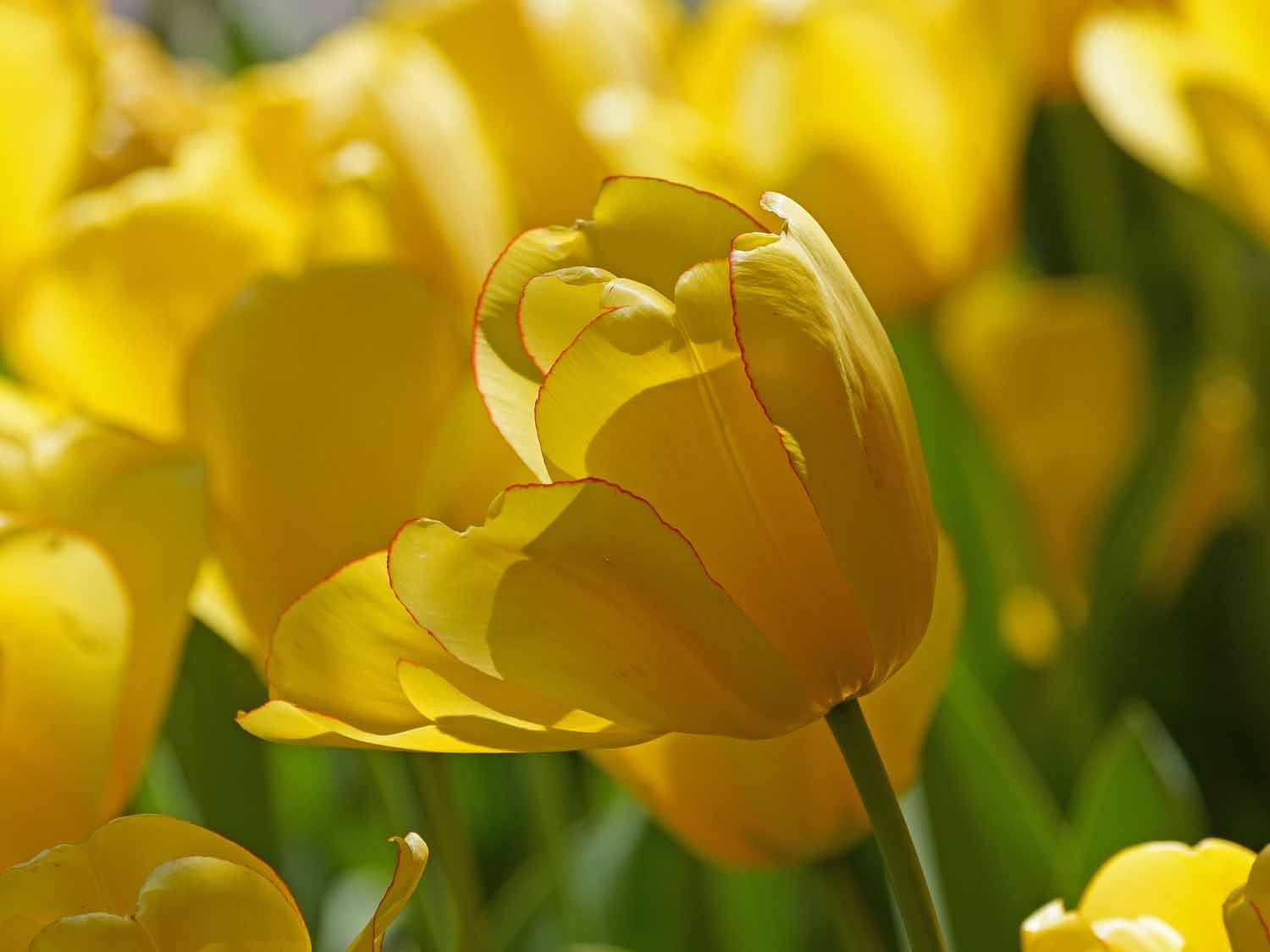 Yellow Tulip 1500 4-24-2022 127P.jpg