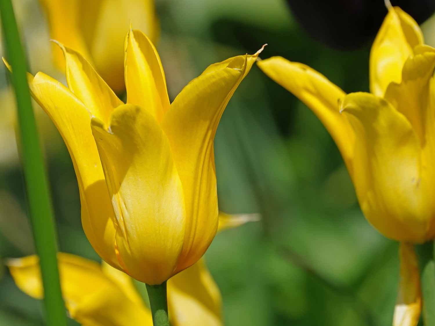 Yellow Tulip 1500 5-12-2022 GWC 009P.jpg