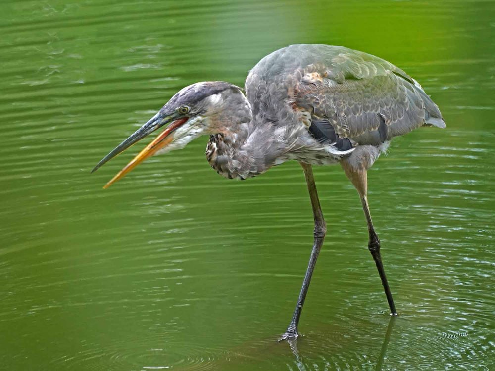 Great Blue Heron 1500 9-3-2022 GWC 494P.jpg