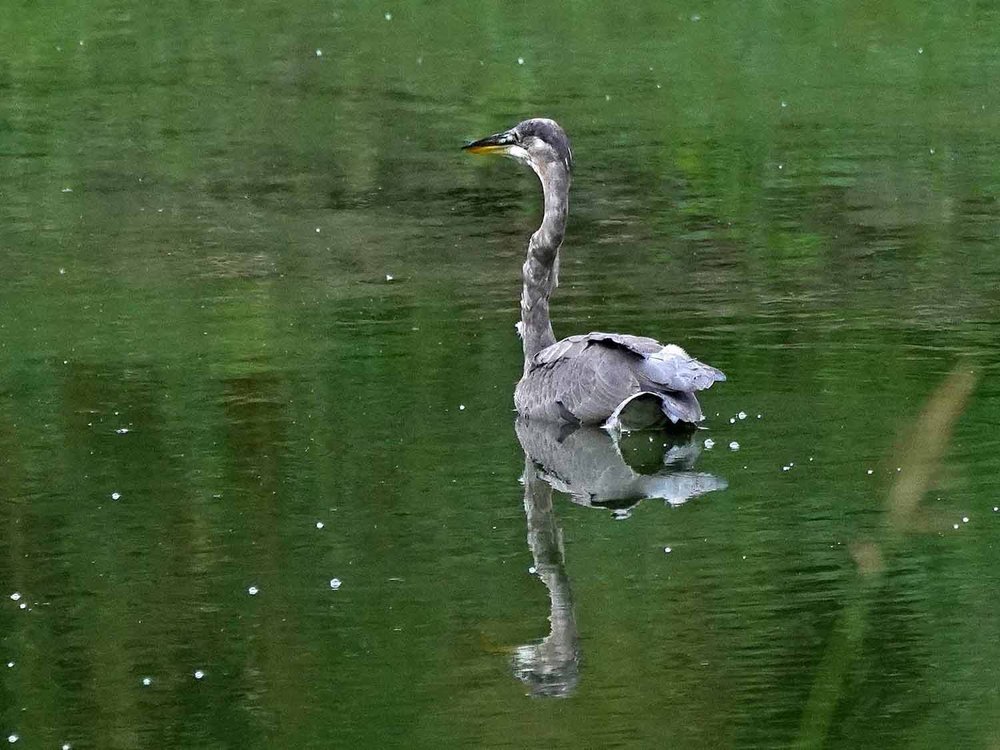 Great Blue Heron 1500 9-3-2022 GWC 531P.jpg