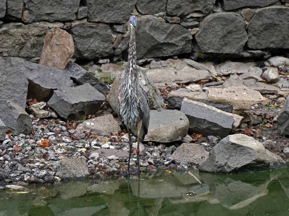 Great Blue Heron 1500 9-3-2022 GWC 628P.jpg