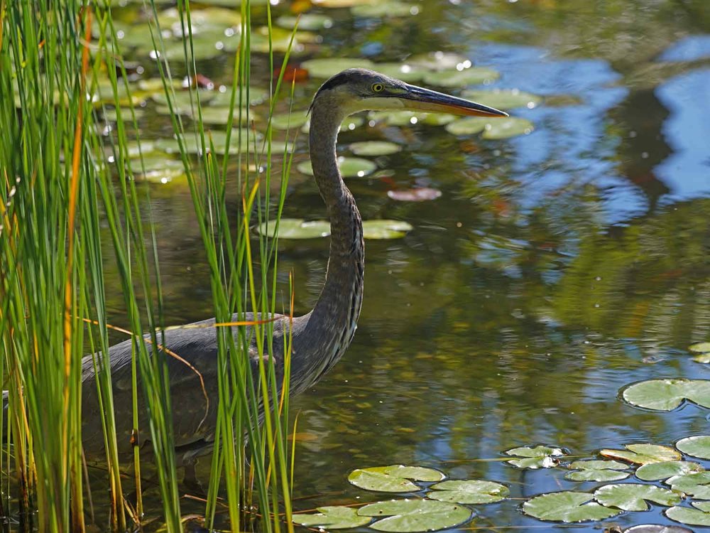 GBH 1500 10-9-2022 GWC 063P.jpg